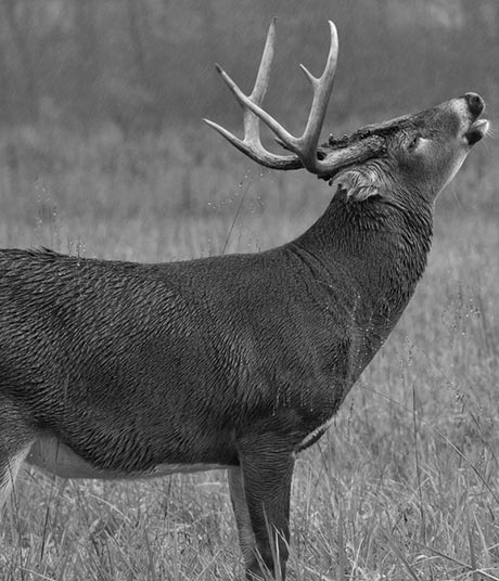 Buck Bomb  The Best Deer Scents & Deer Lures
